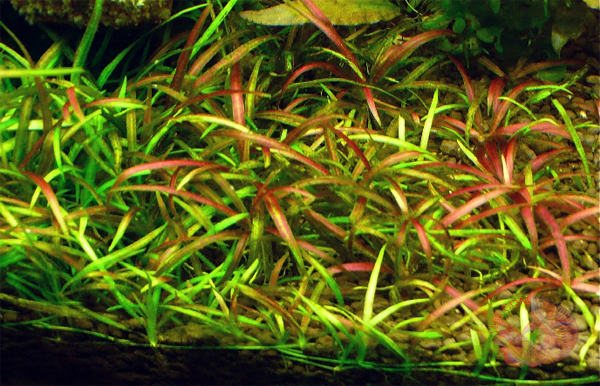 Có nhiều thông tin nói về xuất sứ của cây cỏ đỏ, tuy nhiên hầu hết cho rằng cây cỏ đỏ xuất xứ từ Châu Mỹ (Brazil). Chúng là loài cây dễ trồng, có thể chịu được ánh sáng cao hoặc thấp, độ cứng của nước và nguồn dinh dưỡng trong hồ cá không ảnh hướng mấy tới sự sống của cây này.